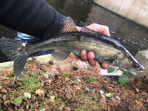 Zander