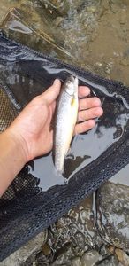 Brook Trout