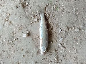 Common Dace
