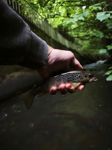 Brown Trout