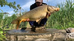 Common Carp