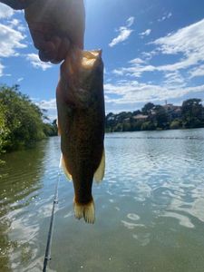 Largemouth Bass