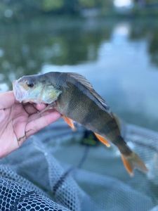 European Perch