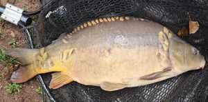 Mirror Carp