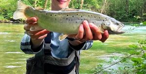 Brown Trout