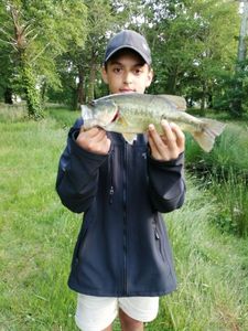 Largemouth Bass