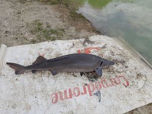 Sturgeon