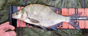 Common Bream