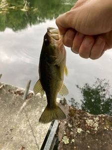 Largemouth Bass