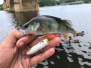 European Perch