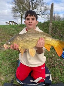 Common Carp