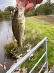 Largemouth Bass