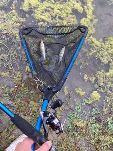 Yellow Perch