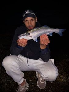 European Bass (Seabass)