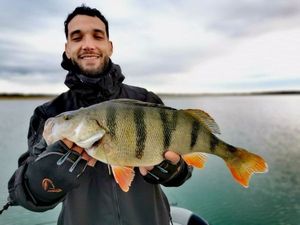 European Perch