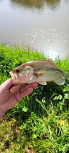 Largemouth Bass