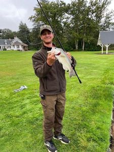 Largemouth Bass