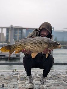 Common Carp