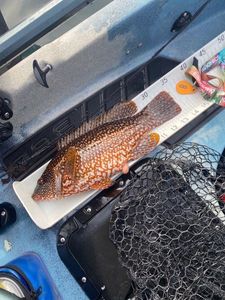 Ballan Wrasse