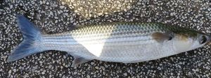 Thicklip Grey Mullet