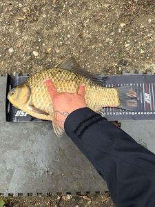 Crucian Carp