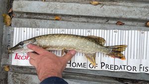 Northern Pike