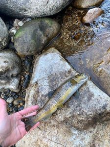 Brown Trout