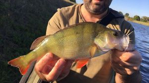 European Perch