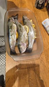 Rainbow Trout
