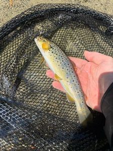 Brown Trout