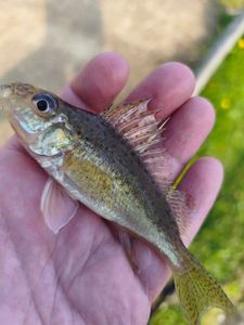Ruffe