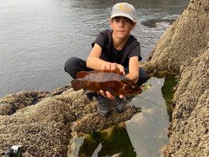 Ballan Wrasse