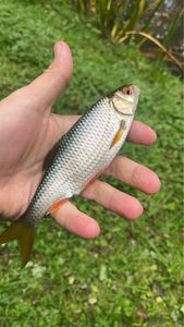 Roach