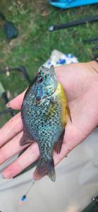 Green Sunfish