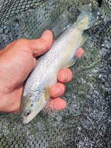 Brown Trout