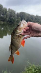 European Perch