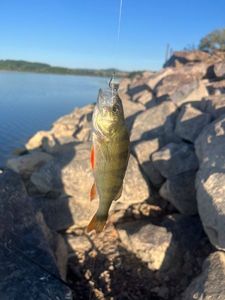 European Perch
