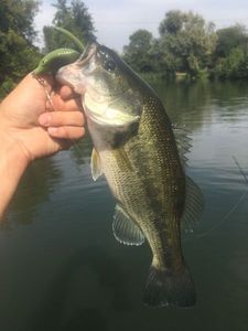 Largemouth Bass