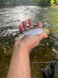 Brown Trout