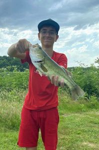 Largemouth Bass