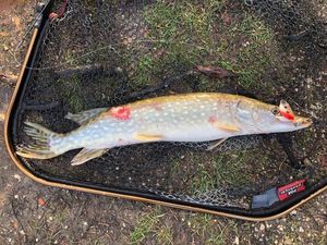 Northern Pike