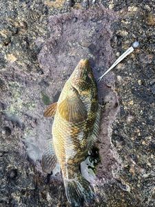 Ballan Wrasse