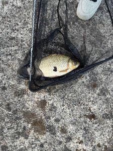 Crucian Carp