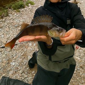 European Perch