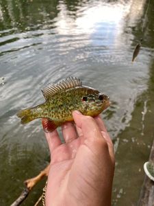 Green Sunfish