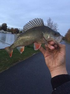 European Perch