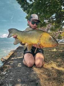 Tench
