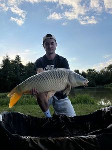 Common Carp