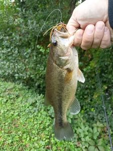 Largemouth Bass