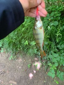 European Perch